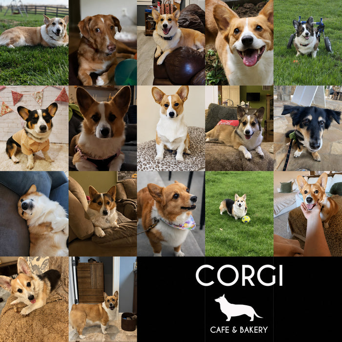 Meet Our Dogs of the Month — May