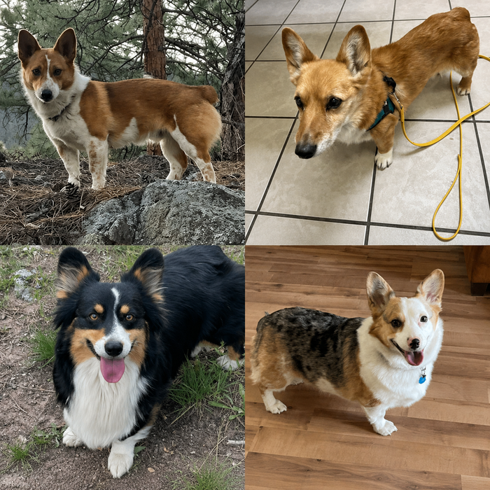 Meet Our Dogs of the Month — June