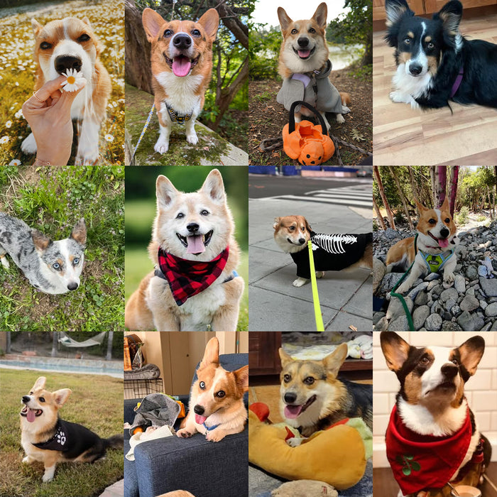 Meet Our Dogs of the Month — November