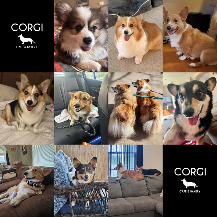 Meet Our Dogs of the Month — October 2026
