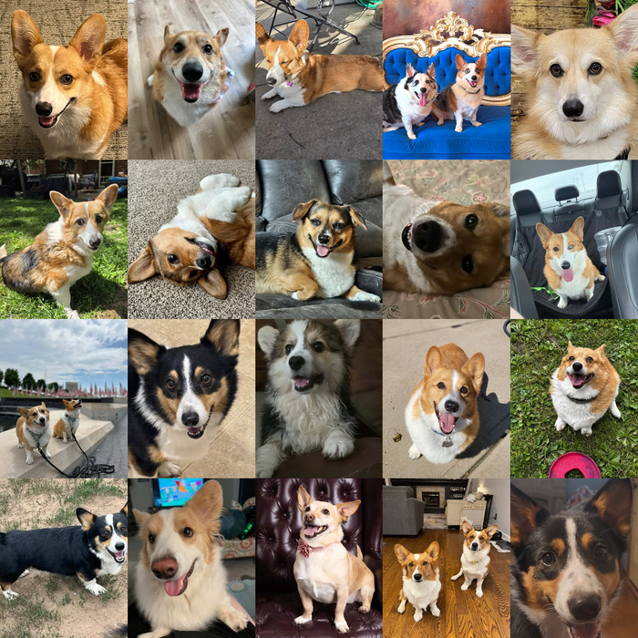 Meet Our Dogs of the Month — September 2026