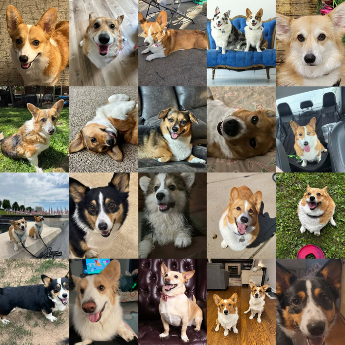 Meet Our Dogs of the Month — September 2026