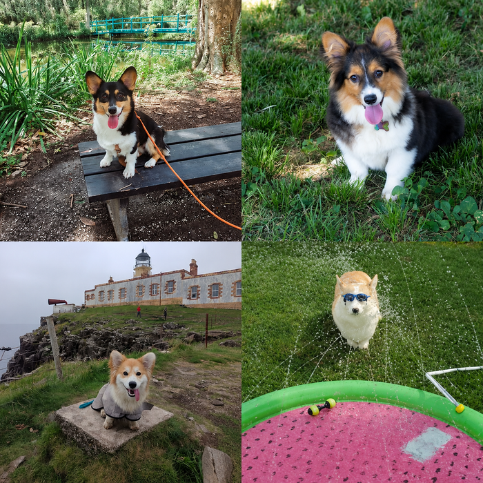 Meet Our Dogs of the Month — August 2026